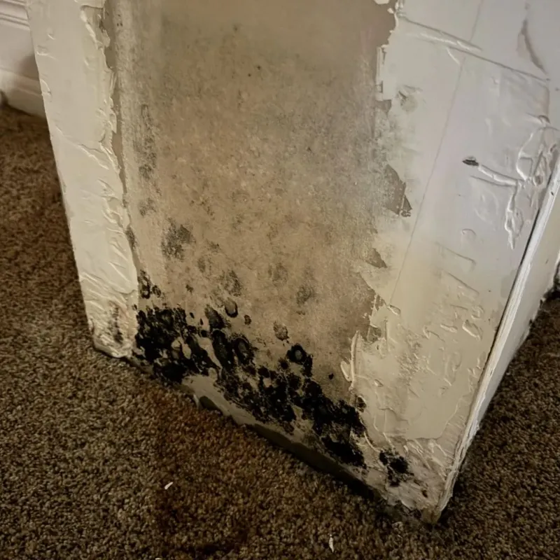 Professional Mold Removal in Chico, CA